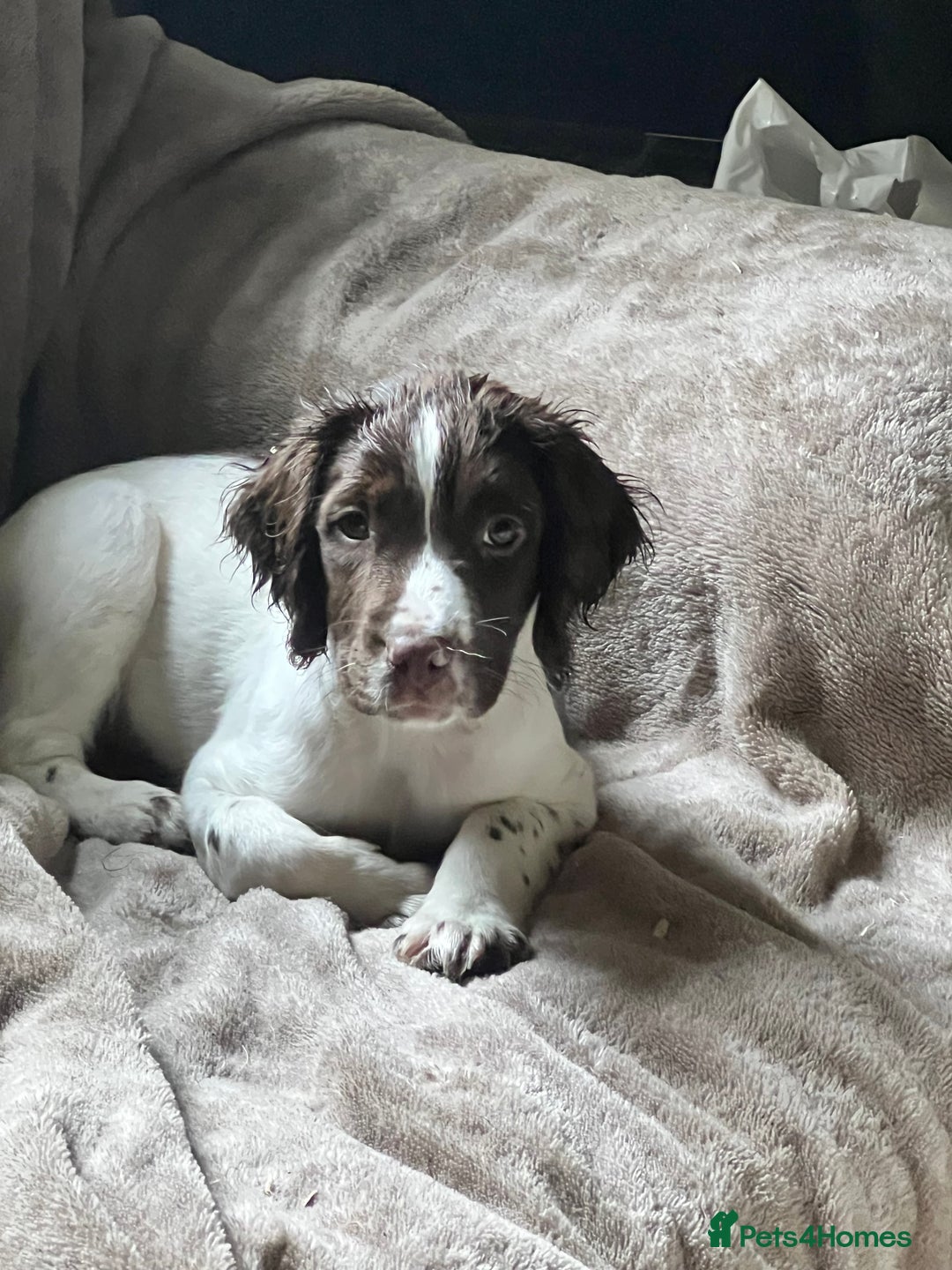 Puppies For Sale Springer Spaniel Kennels Kennels Frontline Presa