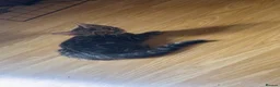 Bengal cats for sale: 🐆2 glitter gene tica bengal left naw ! 🐆 - Advert 1