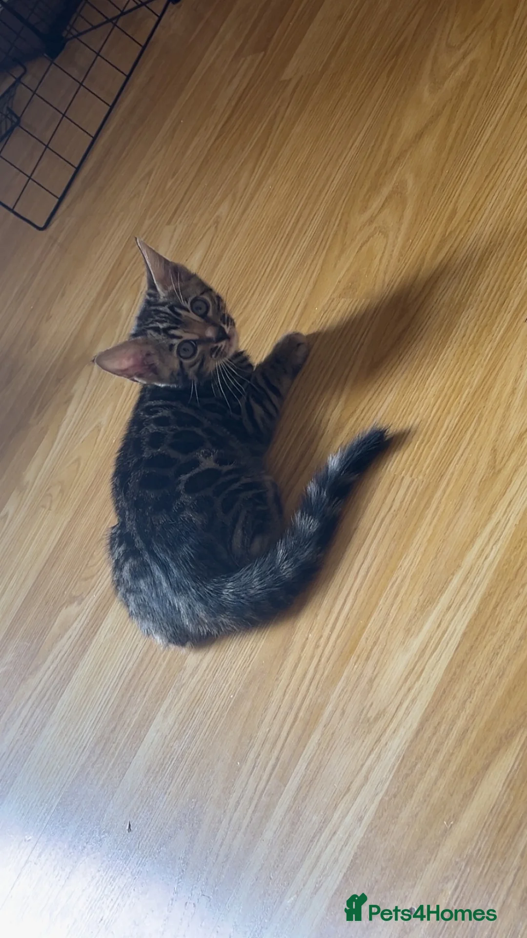 Bengal cats for sale: 🐆2 glitter gene tica bengal left naw ! 🐆 - Advert 1
