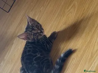 Bengal cats 🐆2 glitter gene tica bengal left naw ! 🐆 - Advert 2