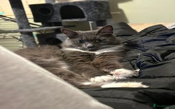 Persian cats for sale: 1 Persian kitten ready to go now  - Image 5