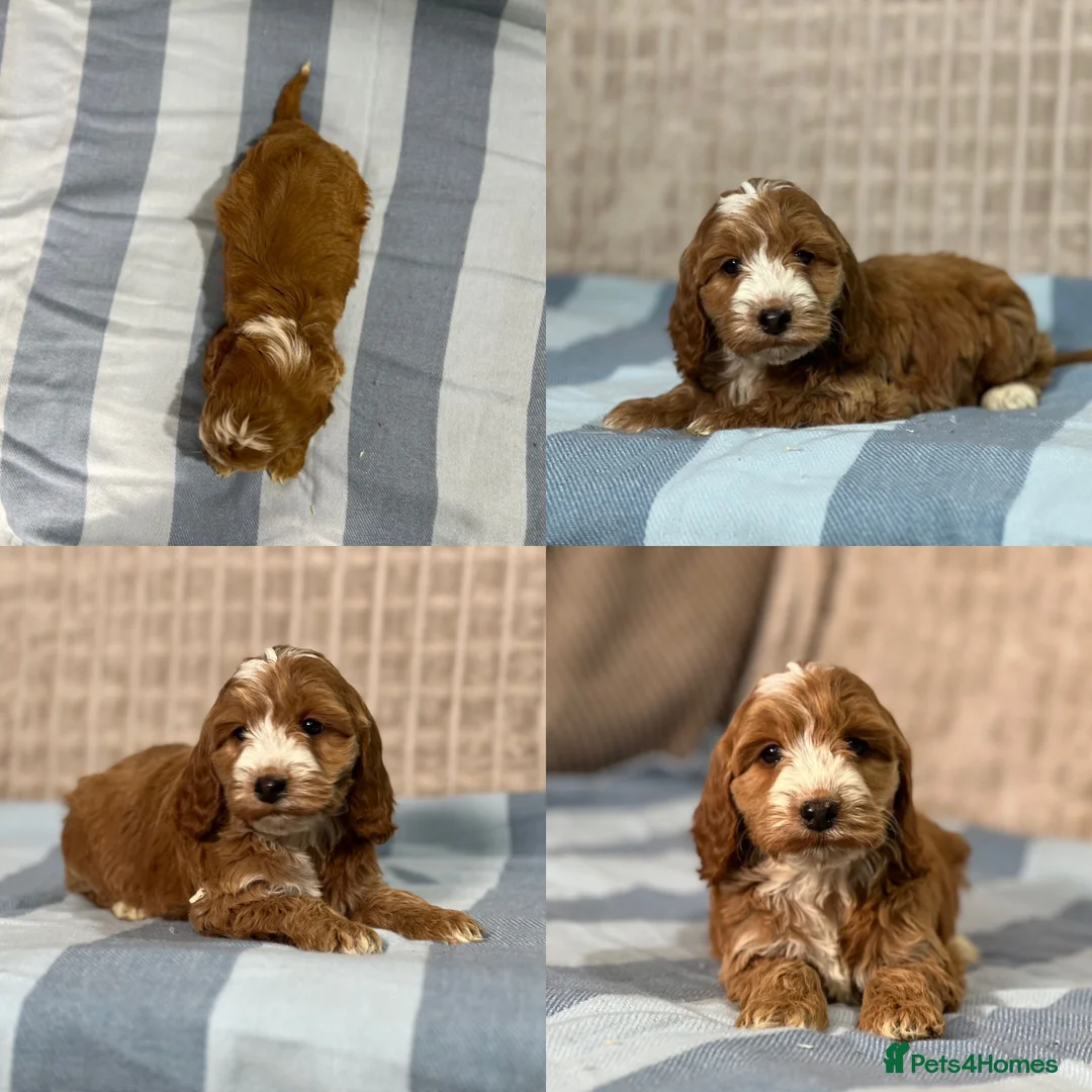 Cockapoo dogs for sale: Stunning Cockapoo puppies  in Bristol - Advert 4