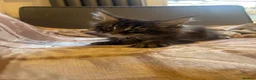 Maine Coon cats for sale: Maine coon - Advert 7