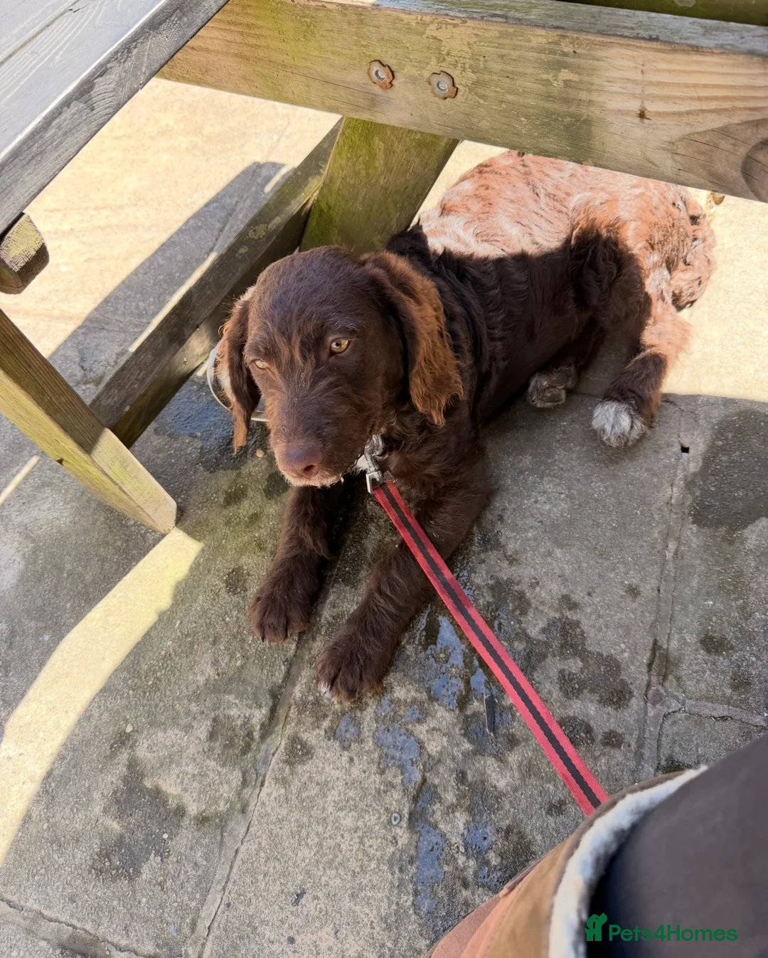 Mixed Breed dogs for sale: 7 month old labradoodle bitch  - Advert 2