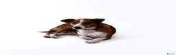 Mixed Breed dogs for adoption: Affectionate Milli looking for experienced owners - Advert 10