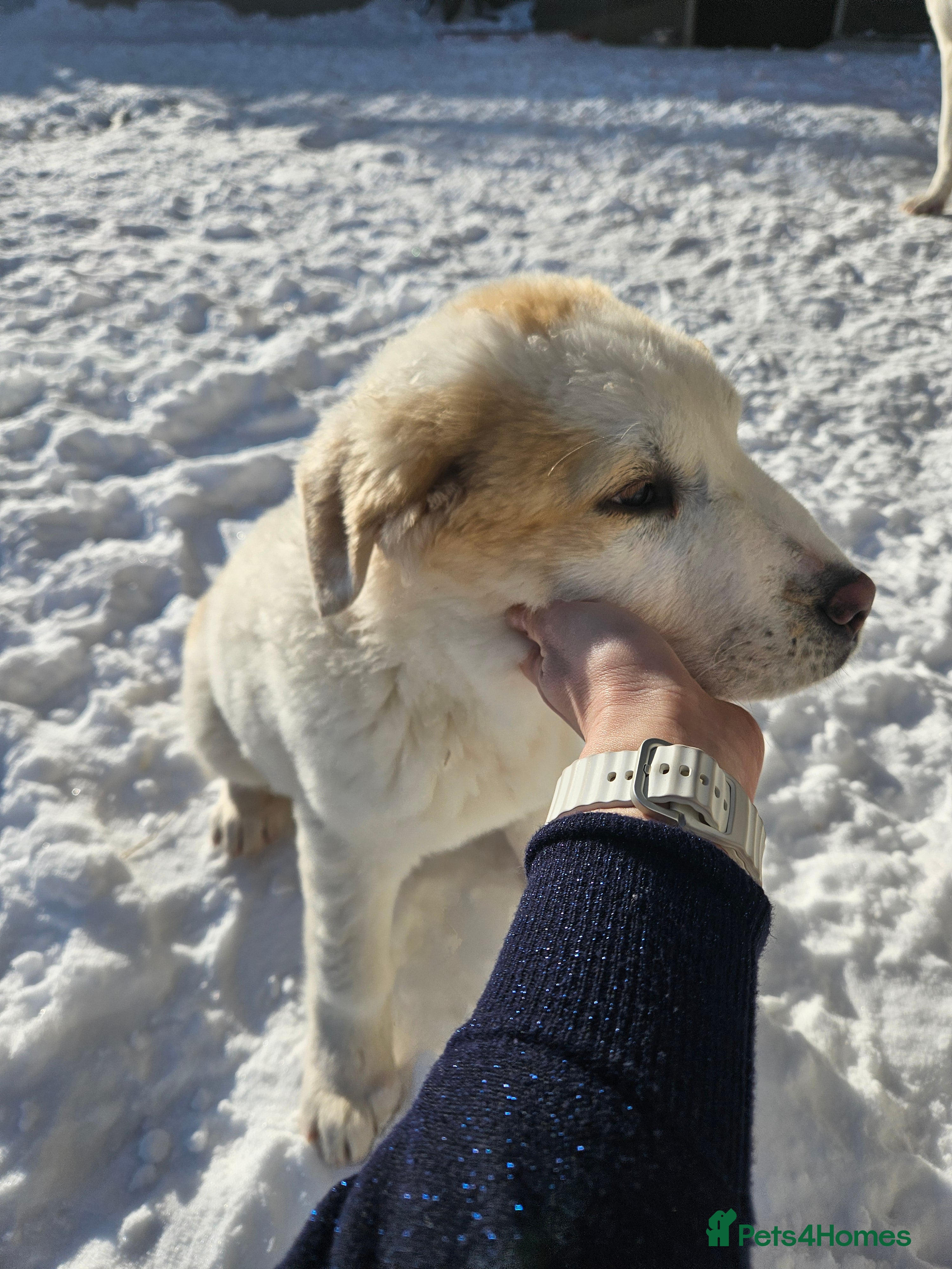 Central Asian Shepherd dogs One Elite Central Asian Shepherd pups - Advert 1
