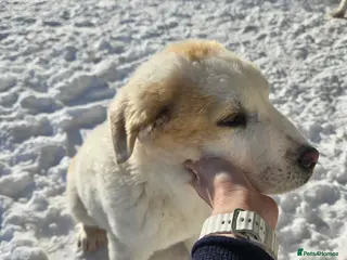 Central Asian Shepherd dogs One Elite Central Asian Shepherd pups - Advert 1