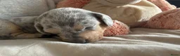 Miniature Dachshund dogs for sale: Miniature dachshund pups - Advert 9