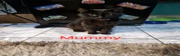 Mixed Breed cats for sale: ‼️3 LEFT‼️Lovely kittens looking forever home❤️💙 - Advert 2