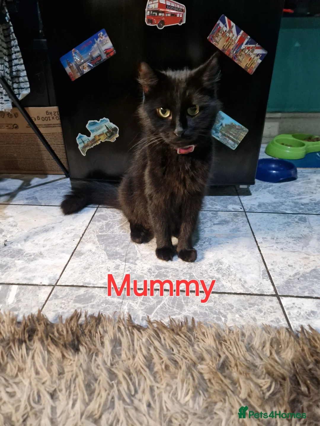 Mixed Breed cats for sale: ‼️3 LEFT‼️Lovely kittens looking forever home❤️💙 - Advert 2