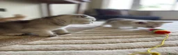 Scottish Fold cats for sale: 3 Unique Scottish Folds! - Advert 12