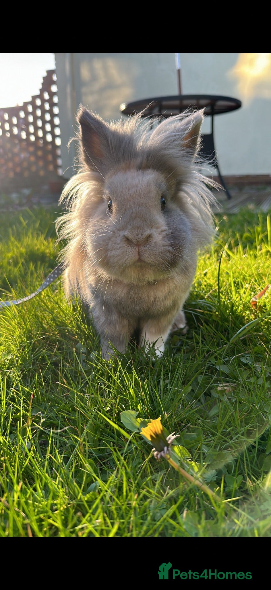 Lionhead rabbits Rosie looking for her forever home  - Advert 13