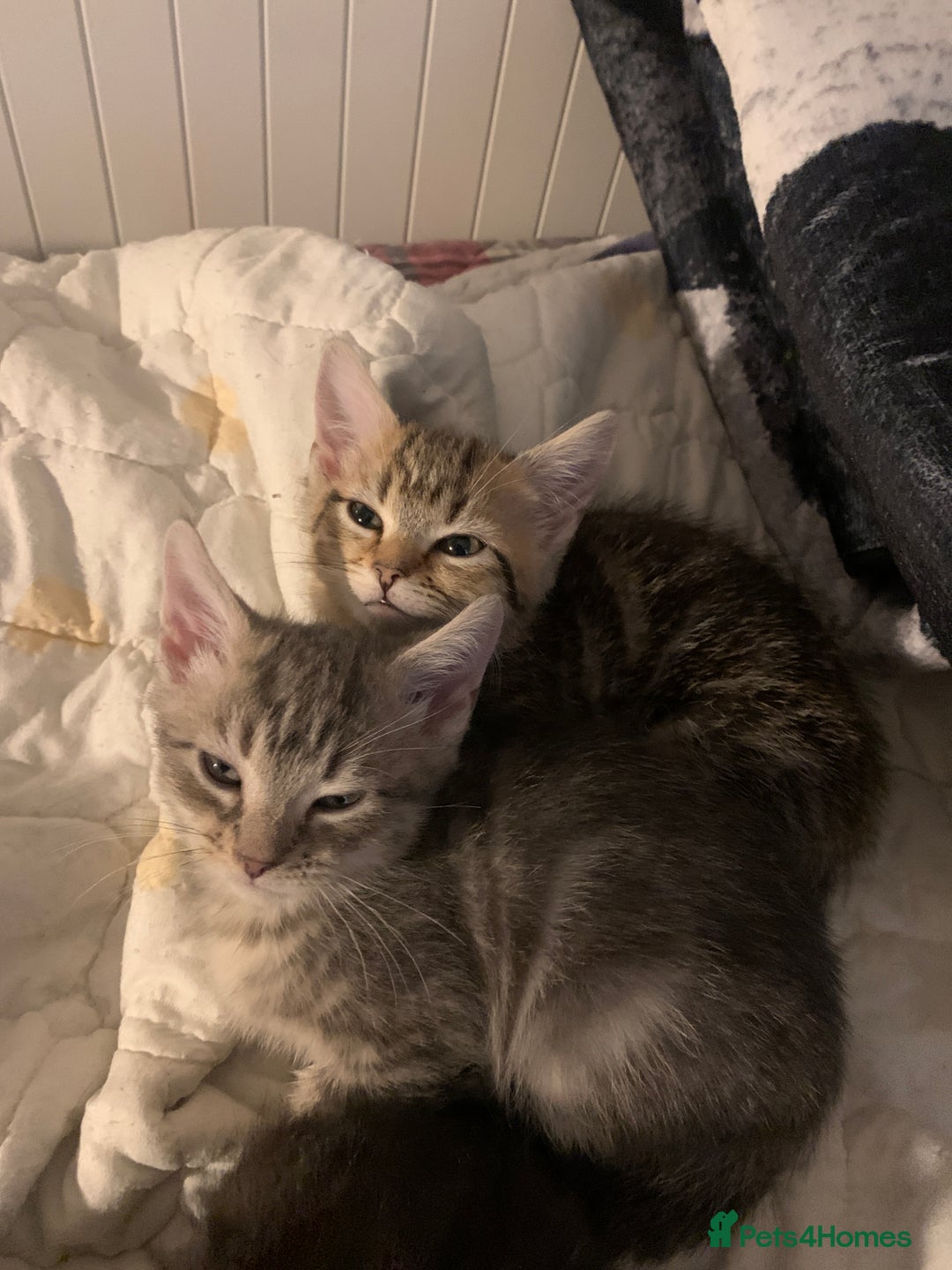 American Shorthair cats for sale: American shorthair tabby kittens  - Advert 7