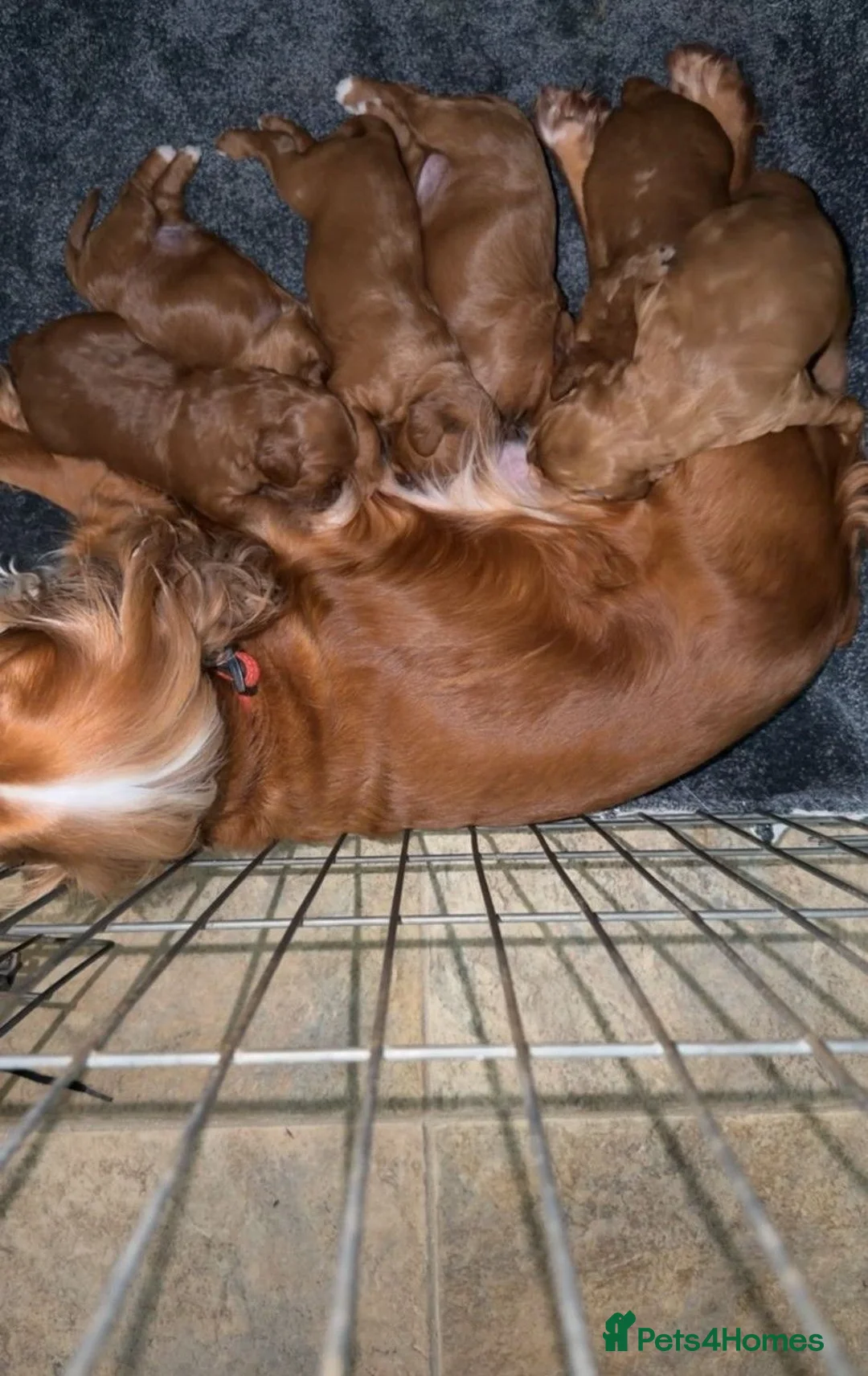 Cockapoo dogs for sale: 🐶✨F1 RED COCKERPOOS puppies 🐶✨ - Advert 2