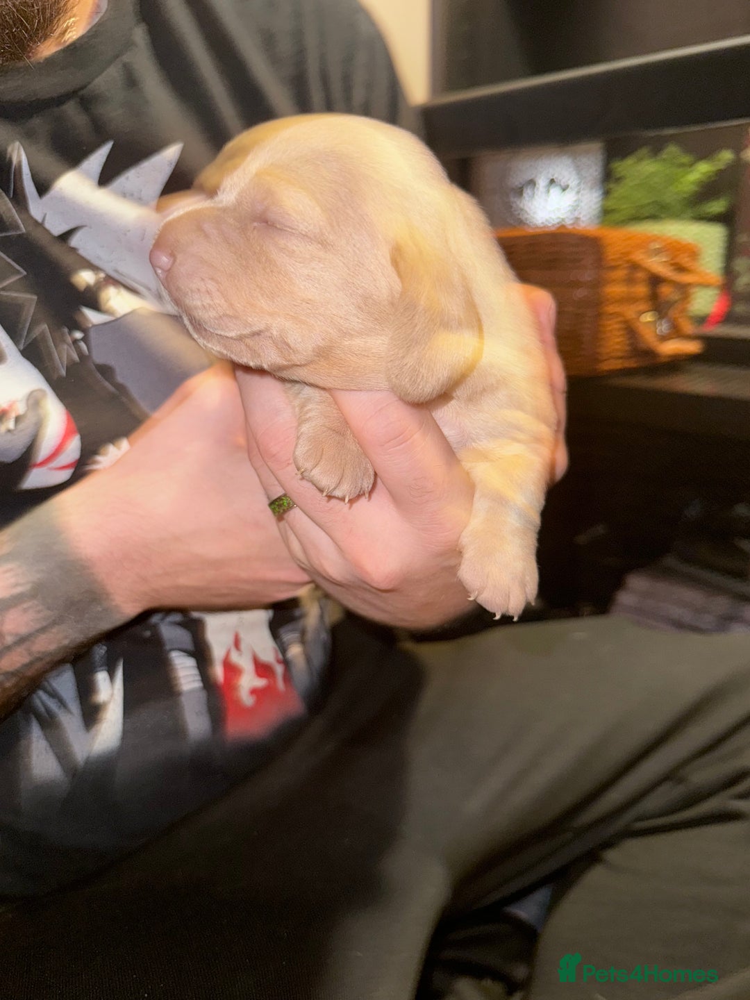 Mixed Breed dogs for sale: Adorable Daschund x spaniel pups  - Advert 20