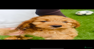 Cockapoo dogs - Advert 6