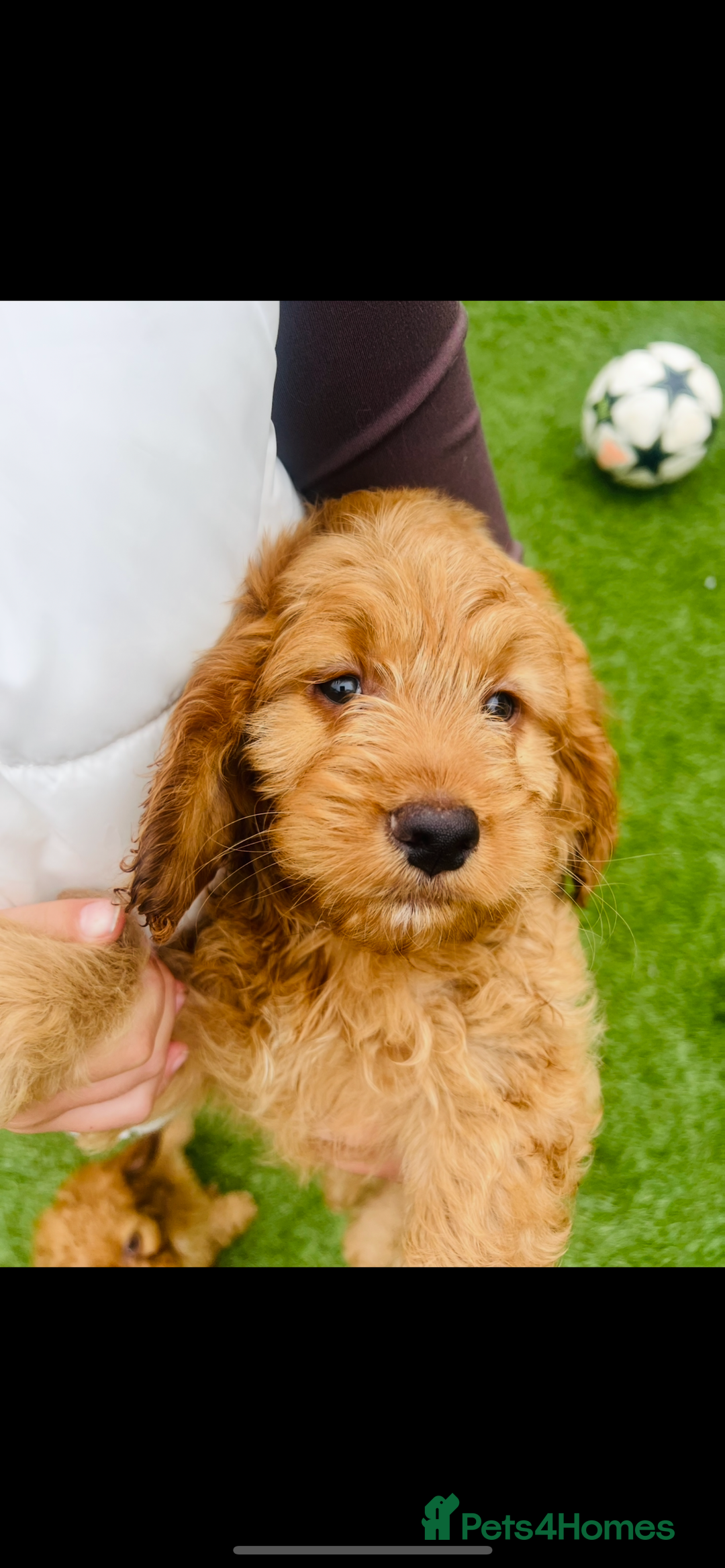 Cockapoo dogs for sale: Red Cockerpoo Puppies - Image 3