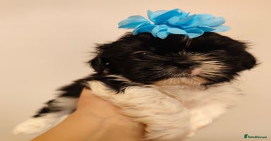 Shih Tzu dogs - Advert 7