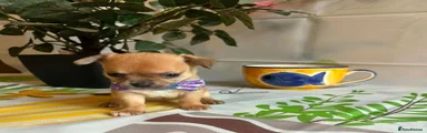 Chihuahua 5