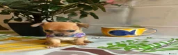 Chihuahua dogs for sale: Beautiful Chihuahua Puppies - Advert 5