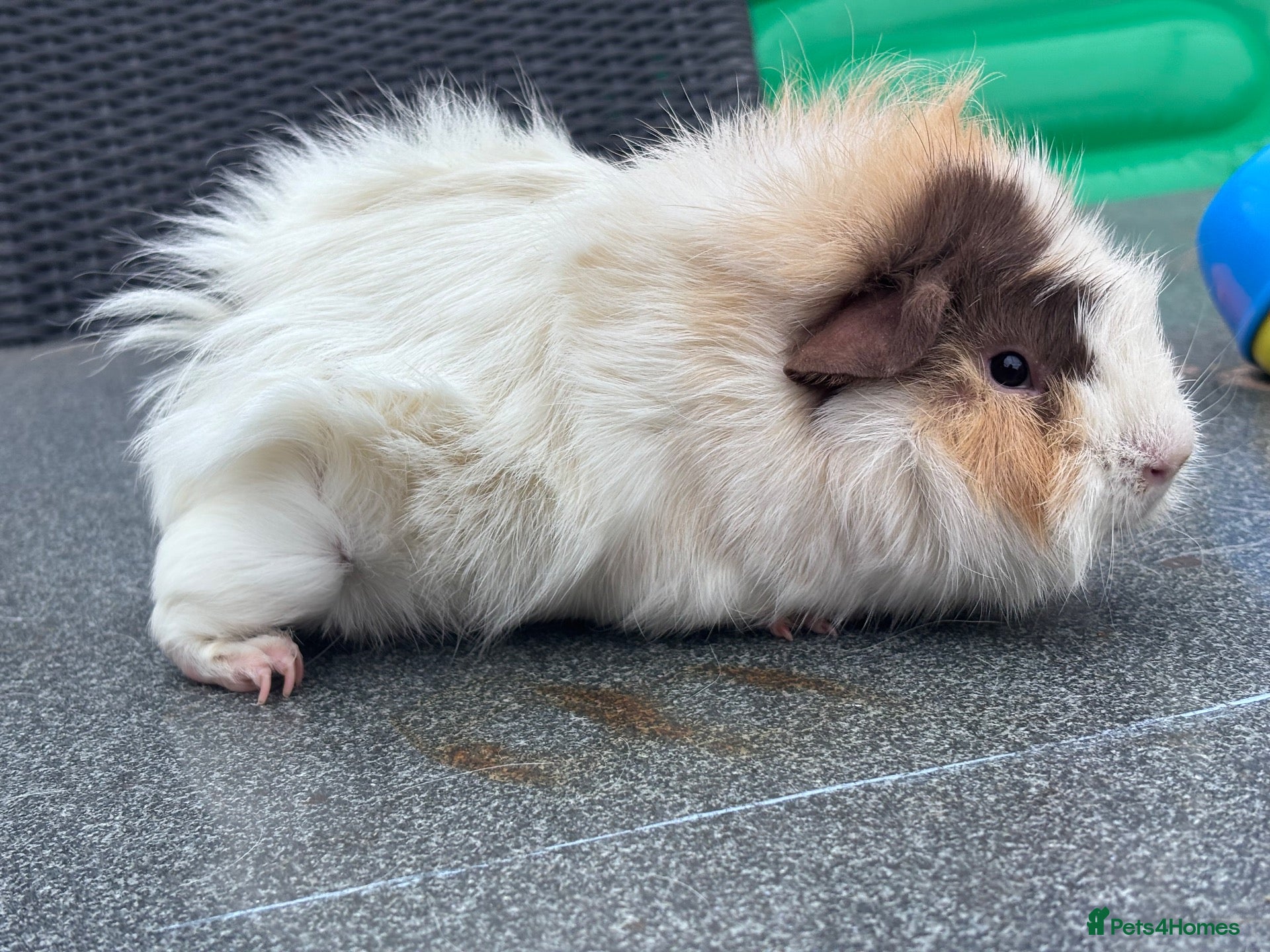 Guinea Pig rodents Funky Tri boar  - Advert 1