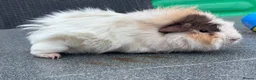 Guinea Pig rodents for sale: Funky Tri boar  - Advert 1