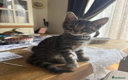 Bengal cats for sale: Bengal - Image 4