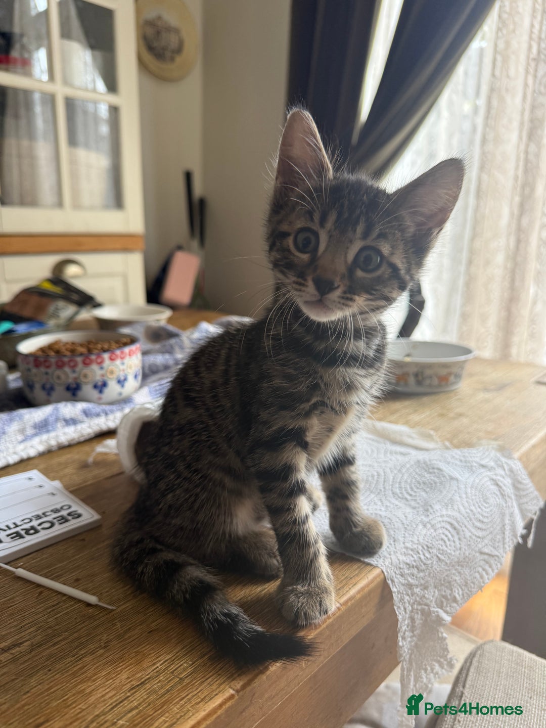 Bengal cats for sale: Bengal - Image 4