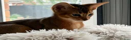 Abyssinian cats for sale: Abyssinian kittens  - Advert 7