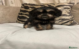 Cavapoo dogs for sale: Cavapoo puppies  - Advert 6