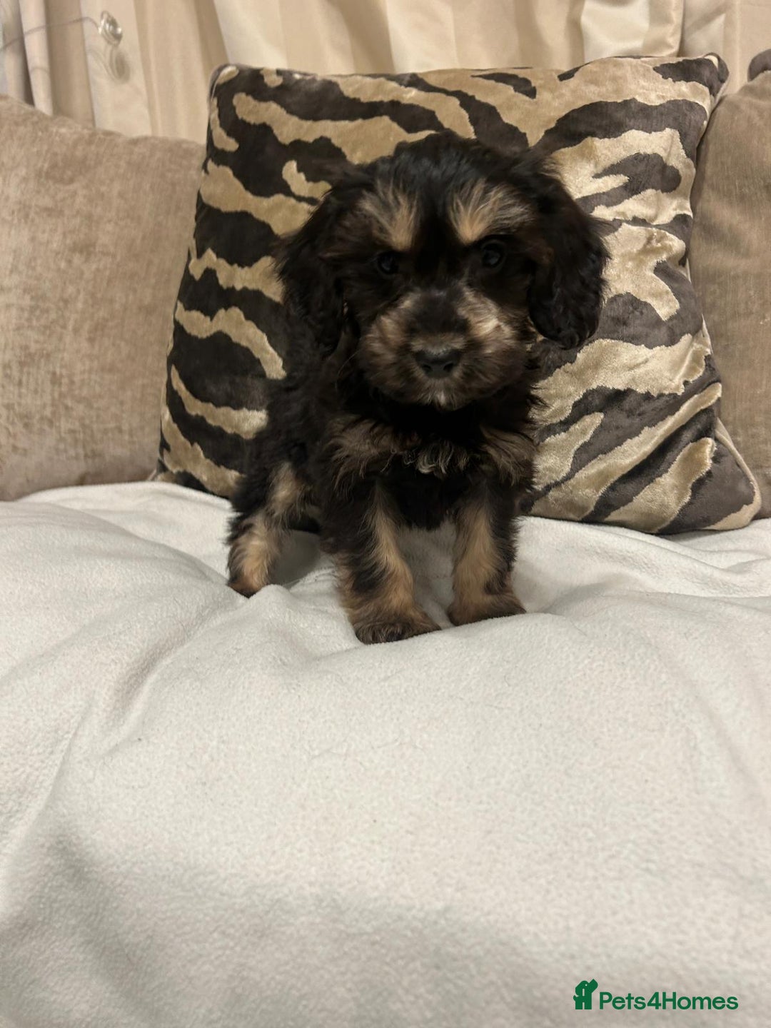 Cavapoo dogs for sale: Cavapoo puppies  - Advert 6