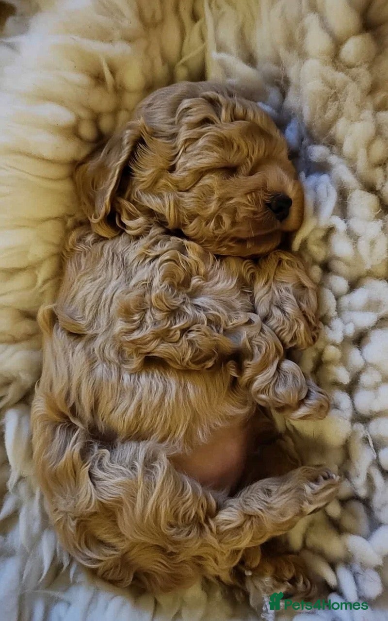 Mini Goldendoodle dogs Miniature Goldendoodles - Advert 2