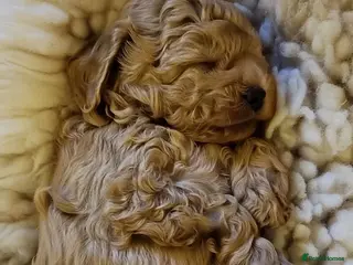 Mini Goldendoodle dogs Miniature Goldendoodles - Advert 2