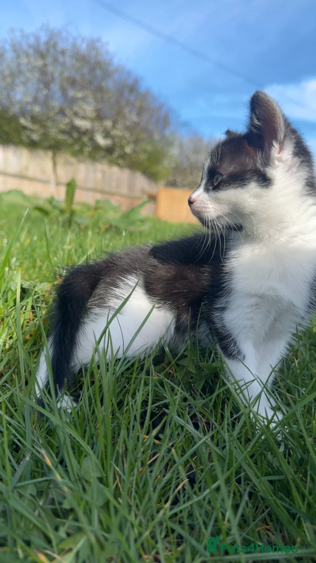 Mixed Breed cats for sale: KITTEN FOR SALE in ELY - Advert 2