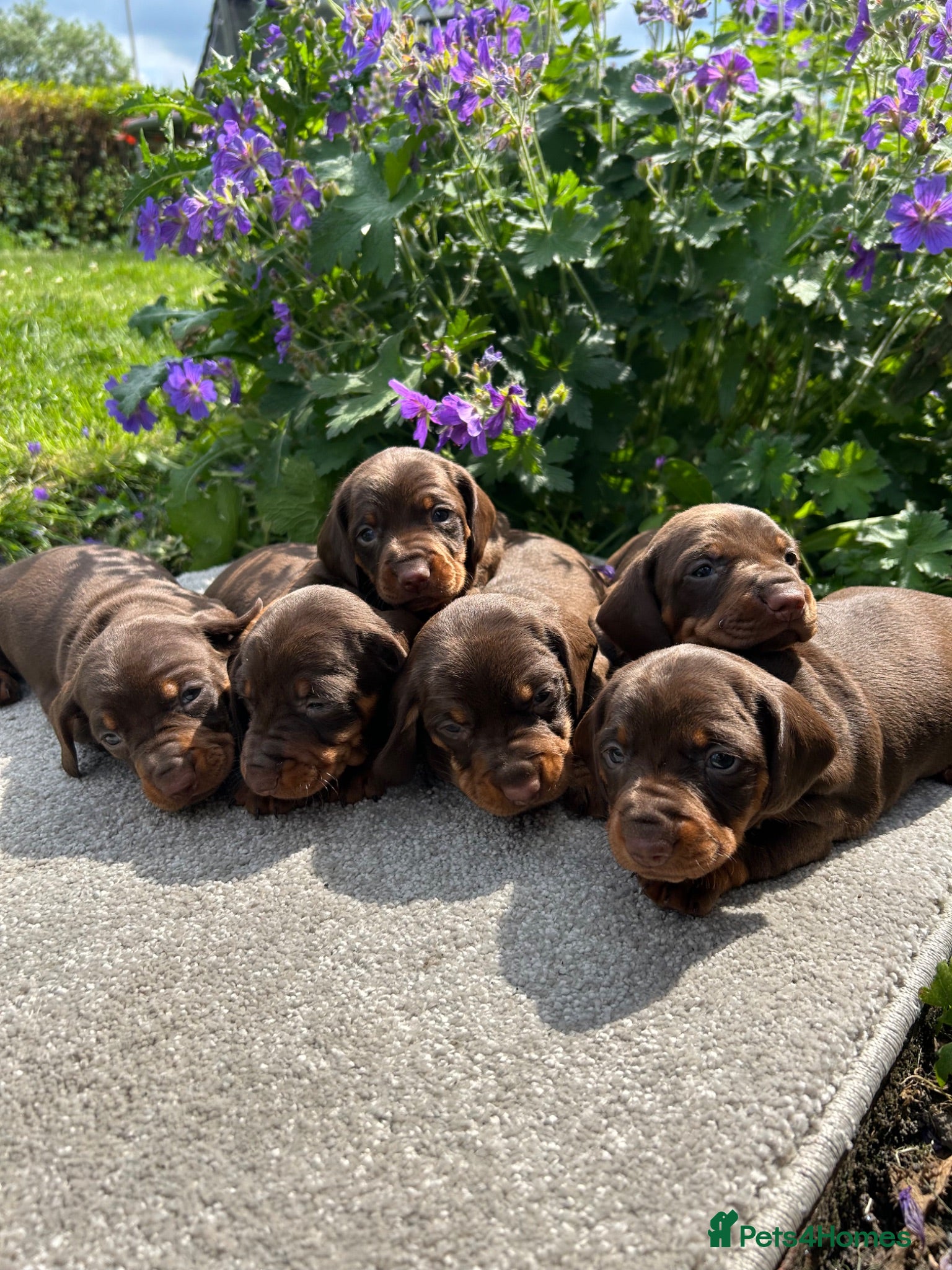 Dachshund dogs Miniature dachshunds - Advert 19