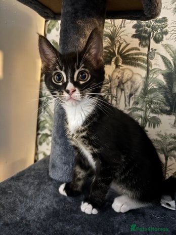 Maine Coon cats Super friendly fluffy Maine coon X Bengal kittens - Advert 12