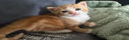 Domestic Shorthair cats for sale: Four beautiful kittens 9 weeks, READY TO GO! - Advert 10