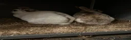 Mixed Breed rabbits for sale: Two bonded male and female indoor rabbits in Leeds - Advert 3