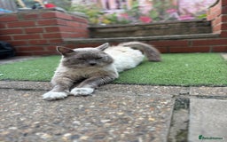 Ragdoll cats for sale: Ragdoll kittens - Image 11