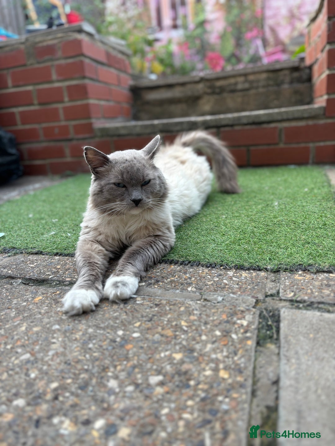 Ragdoll cats for sale: Ragdoll kittens - Image 11
