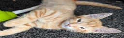 Mixed Breed cats for sale: Kittens  - Advert 7