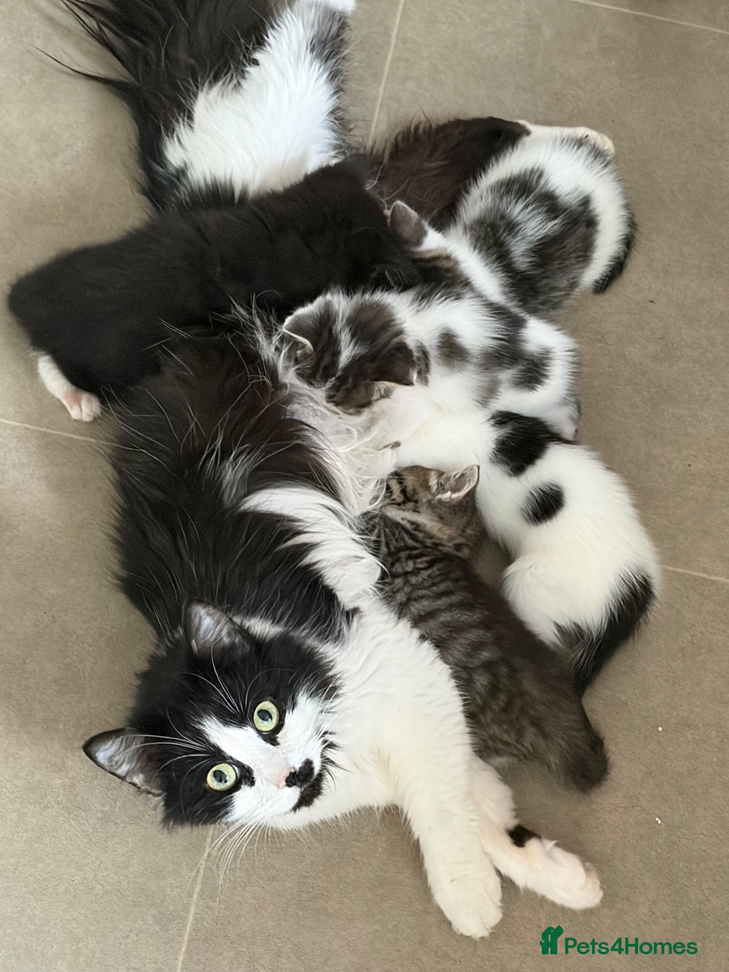 Maine Coon cats Last gorgeous male Maine Coon X longhair - Advert 6