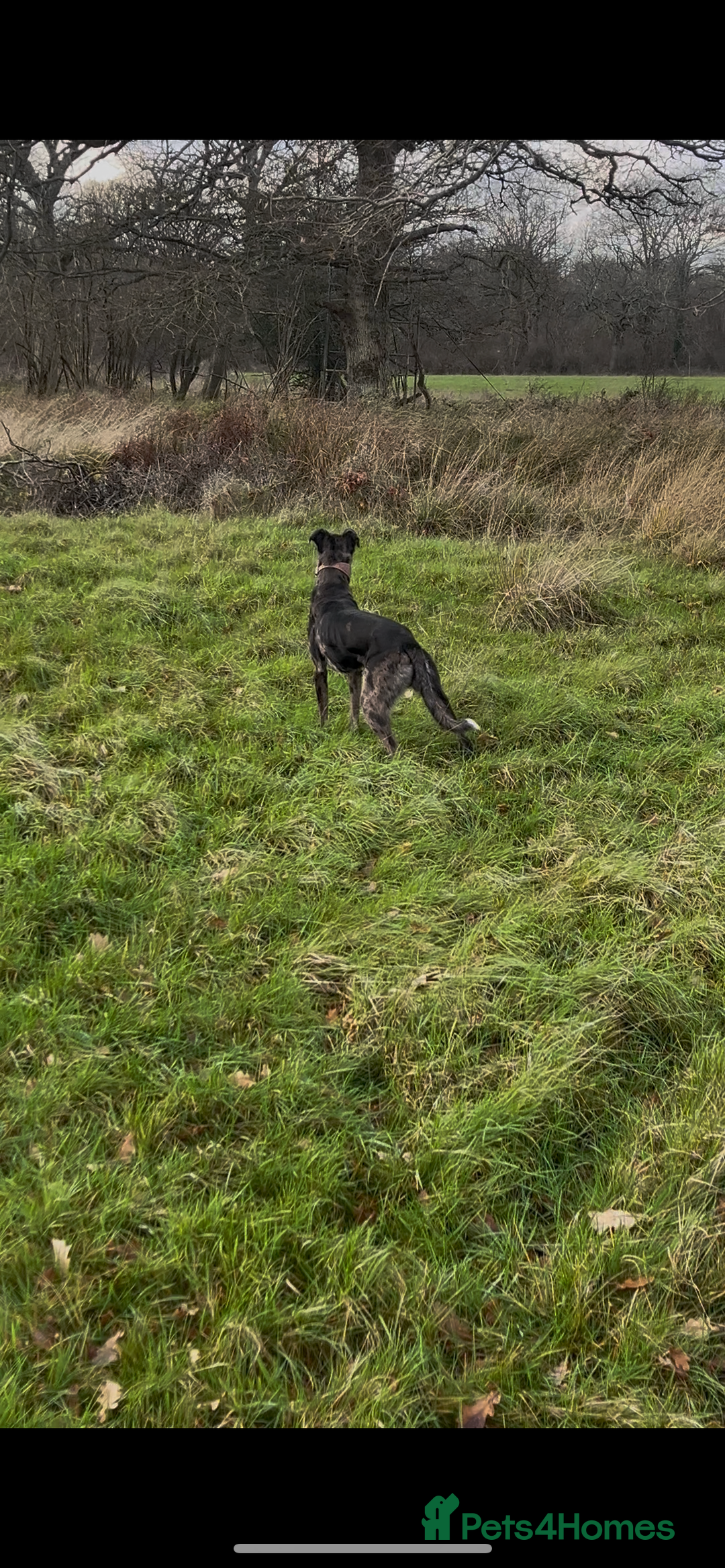 Lurcher dogs for stud: Gorgeous Blue Merle dog  - Advert 4