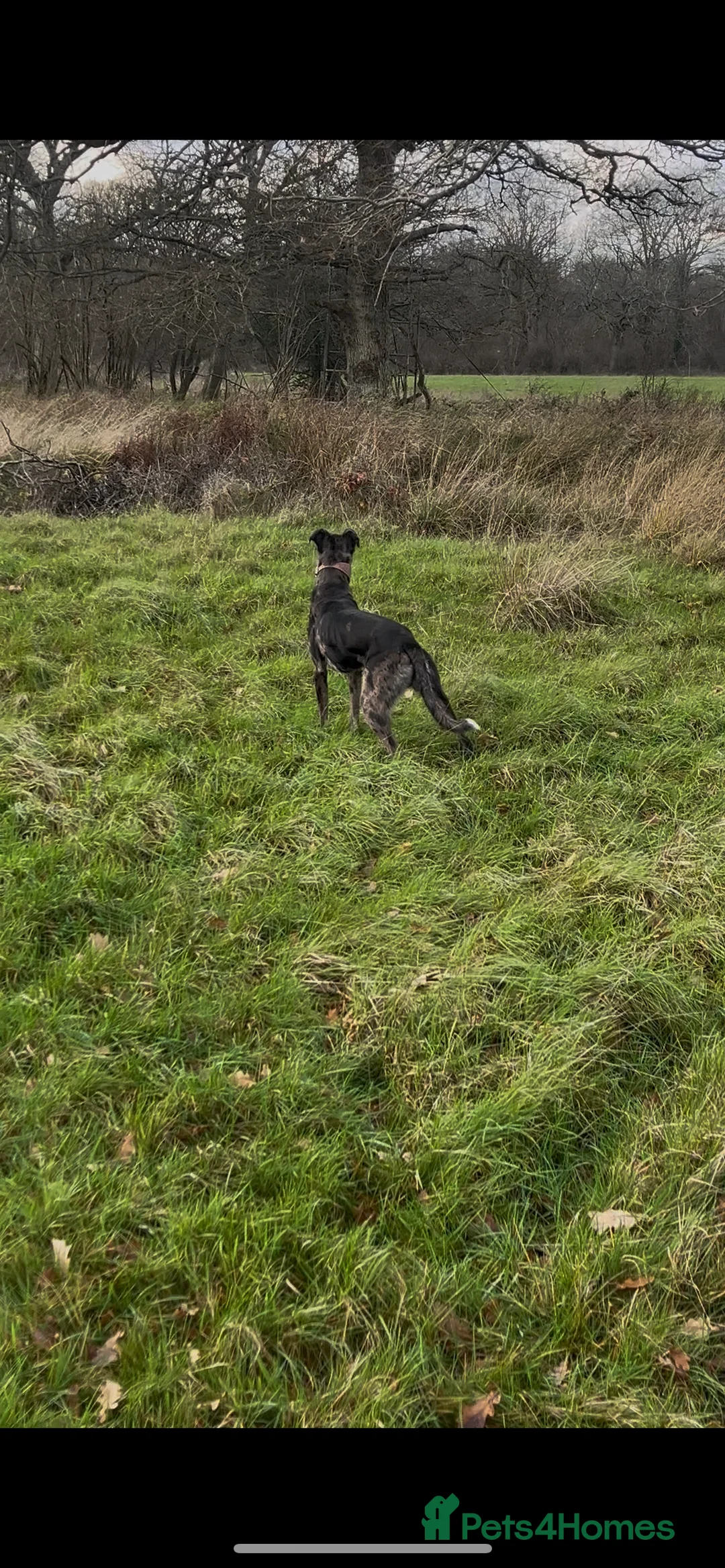 Lurcher dogs for stud: Gorgeous Blue Merle dog  - Advert 6