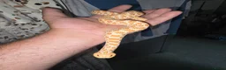 Snake reptiles for sale: Male hognose snake - Advert 3