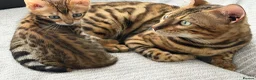 Bengal cats for sale: Beautiful bengals - Advert 2