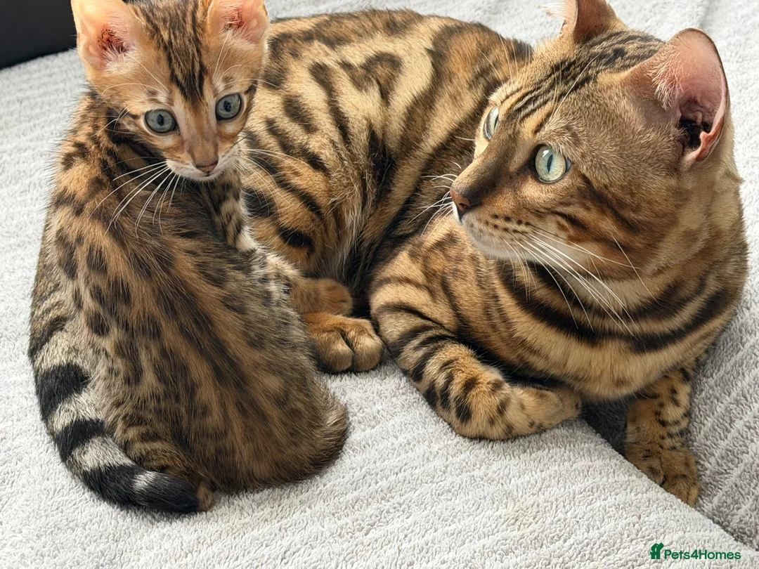 Bengal cats for sale: Beautiful bengals - Advert 2