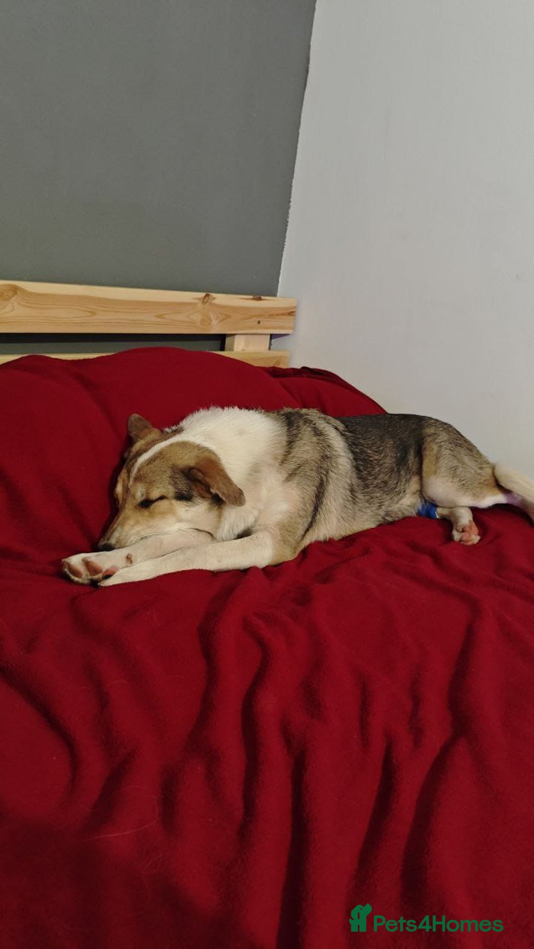 Mixed Breed dogs for adoption: 💖🐶 NINA 🐶💖 - Image 38