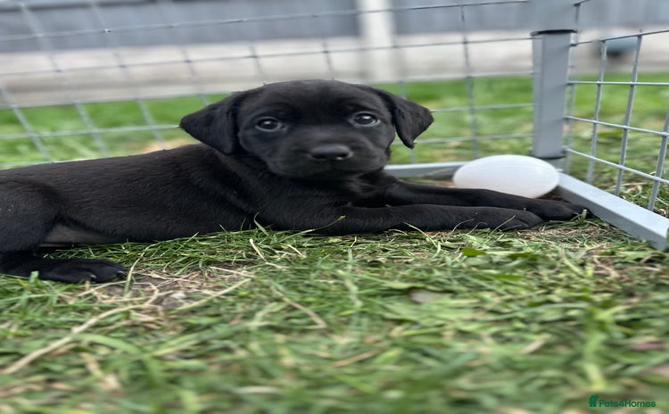 Labrador Retriever dogs - Advert 4