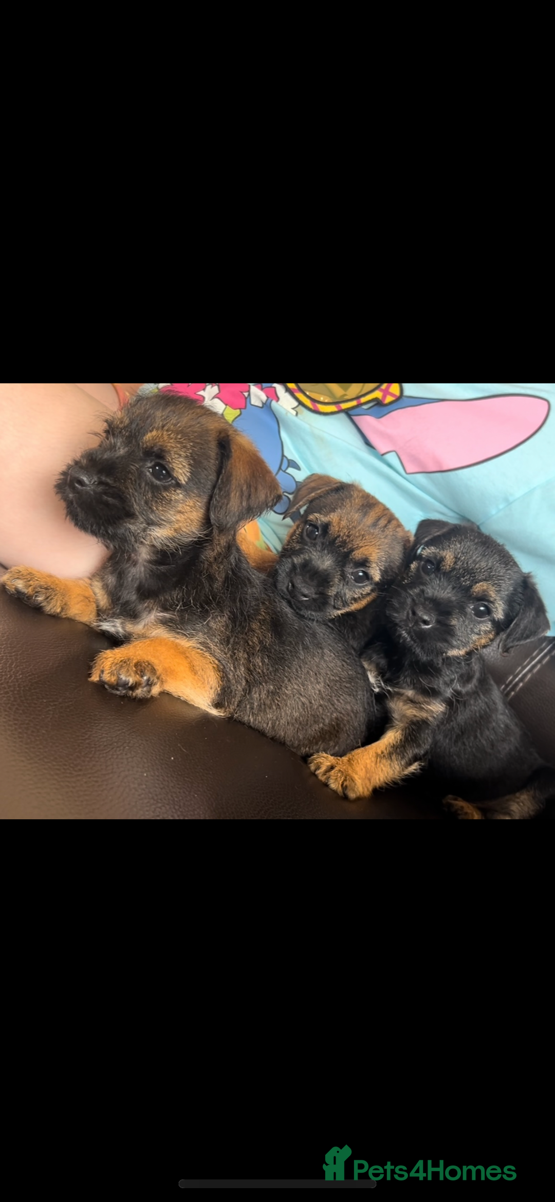 Border Terrier dogs for sale: Border Terrier puppies - Image 10